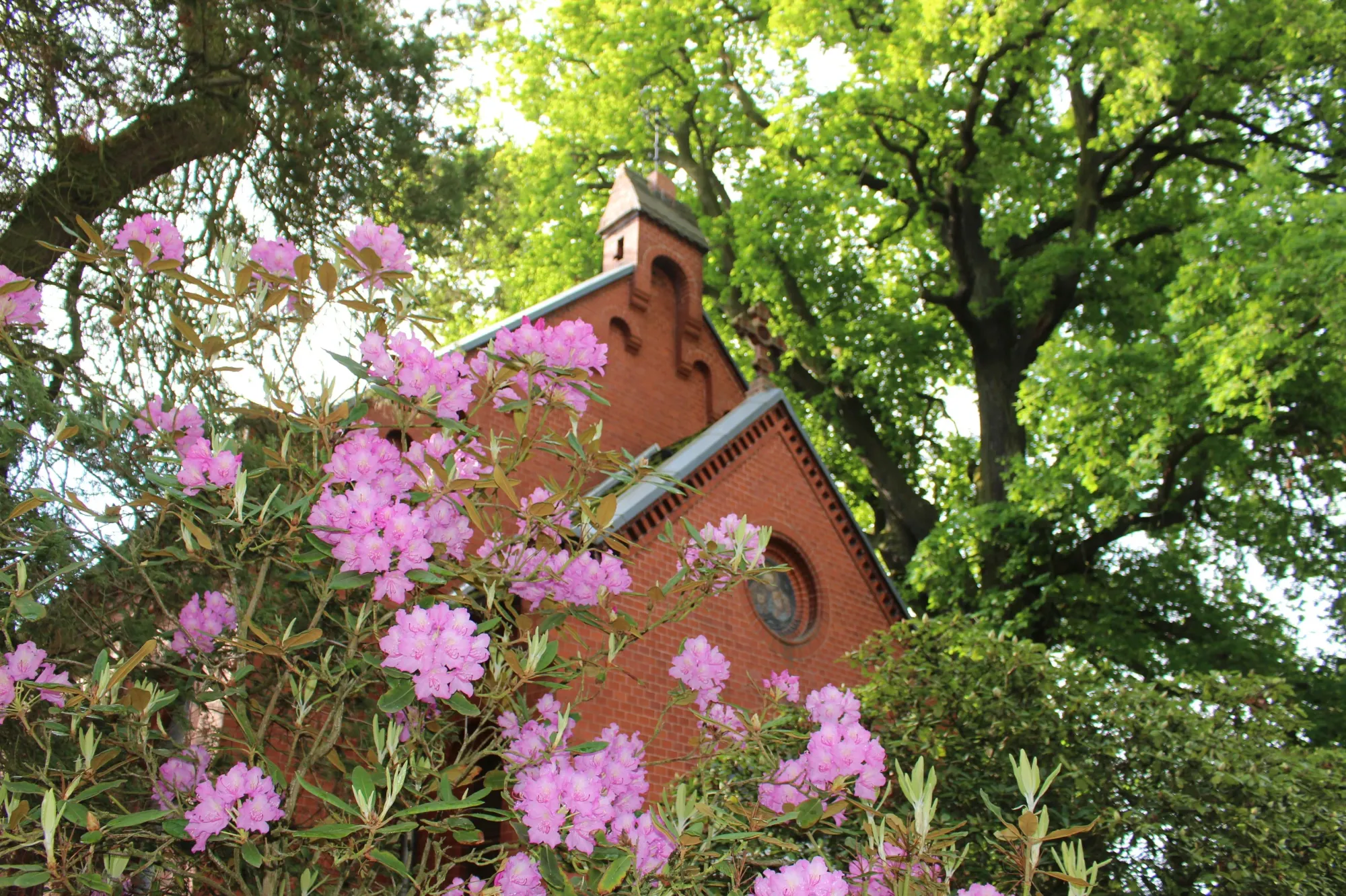 Die Kapelle des Evangelischen Friedhofs Roßlau, umrahmt von blühendem Rhododendron